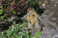 Kamchatka Marmot | Marmota kamtschatica (camtschatica), near Avachinski Volcano