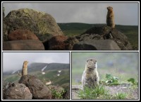 Kamchatka Marmot | Marmota kamtschatica (camtschatica), near Avachinski Volcano