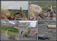 Kamchatka Marmot | Marmota kamtschatica (camtschatica), near Avachinski Volcano