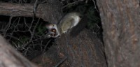 Bush-baby | Galago senegalensis, Nata