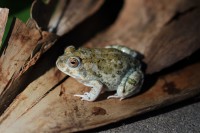 Knocking Sand Frog | Tomopterna krugerensis, Nata lodge