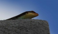 Skink | Trachylepis sp., Nata lodge