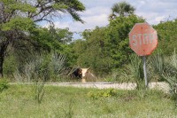 Cattle | Cow on the road, Nata lodge