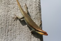 Skink | Trachylepis sp., Nata lodge