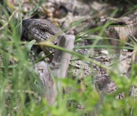 White-throated Monitor | Varanus albigularis, Nata lodge