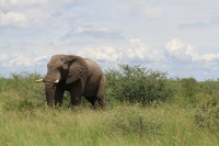 African Elephant | Loxodonta africana, between Nata and Kasane