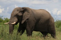 African Elephant | Loxodonta africana, between Nata and Kasane