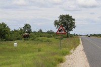 Close the main road | Speed limit 80 km/h becouse of the elefants