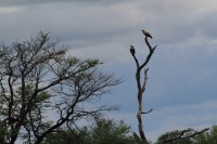 Tawny Eagle | Aquila rapax, north of Nata