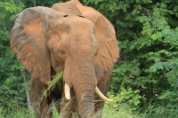 African Elephant | Loxodonta africana, between Nata and Kasane