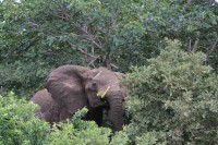 African Elephant | Loxodonta africana, between Nata and Kasane