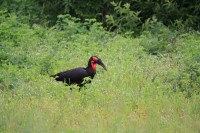 Southern Ground Hornbill | Bucorvus leadbeateri, National Park Chobe