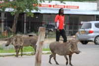 Warthog on the road | Kasane town