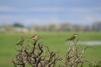 Blue-cheeked Bee-eater | Merops persicus, National park Chobe