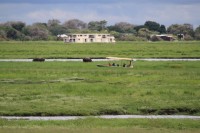 Common Hippopotamus | Hippopotamus amphibius, Chobe N.P. 