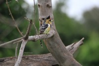 Crested Barbet | Trachyphonus vaillantii, National park Chobe