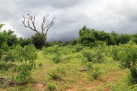 Coming rain | National park Chobe