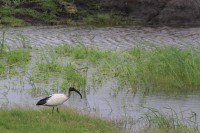 Ibis | National park Chobe