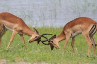 Common Impala | Aepyceros melampus, N.P. CHobe