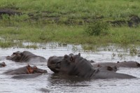 Common Hippopotamus | Hippopotamus amphibius, Chobe N.P. 