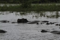 Common Hippopotamus | Hippopotamus amphibius, Chobe N.P. 