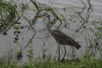 Grey Heron | Ardea cinerea, National park Chobe 