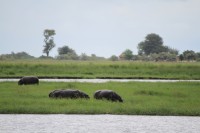 Common Hippopotamus | Hippopotamus amphibius, Chobe N.P. 