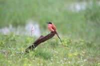 Southern Carmine Bee-eater | Merops nubicoides, National park Chobe