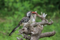 Southern Red-billed Hornbill | Tockus rufirostris, National park Chobe