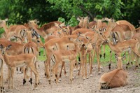 Common Impala | Aepyceros melampus, N.P. CHobe