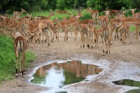 Common Impala | Aepyceros melampus, N.P. CHobe