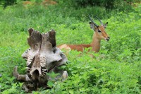 Common Impala | Aepyceros melampus, N.P. CHobe