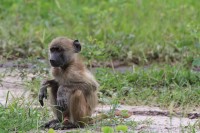 Chacma baboon | Papio ursinus, Chobe N.P. 