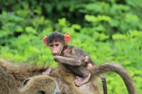 Chacma baboon | Papio ursinus, Chobe N.P. 