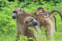 Chacma baboon | Papio ursinus, Chobe N.P. 