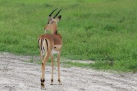 Common Impala with Red-billed Oxpecker on his back | Aepyceros melampus, Buphagus erythrorhynchus, National park Chobe