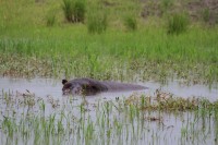Common Hippopotamus | Hippopotamus amphibius, Chobe N.P. 