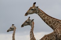 Southern Giraffe | Giraffa giraffa, National Park Chobe