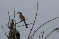 Southern Red-billed Hornbill | Tockus rufirostris, National park Chobe