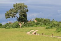 Southern Giraffe with Chacma baboon on the road | Giraffa giraffa, Papio ursinus, National Park Chobe
