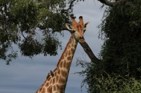 Southern Giraffe | Giraffa giraffa, National Park Chobe