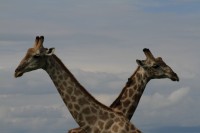 Southern Giraffe | Giraffa giraffa, National Park Chobe