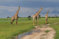 Southern Giraffe | Giraffa giraffa, National Park Chobe