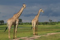 Southern Giraffe | Giraffa giraffa, National Park Chobe