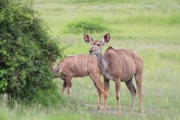 Greater Kudu | Tragelaphus strepsiceros, females, Chobe N.P.