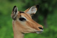 Common Impala | Aepyceros melampus, N.P. CHobe