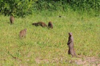 Banded Mongoose | Mungos mungo, west of Chobe N.P., near Muchenje