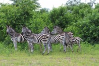 Plains Zebra | Equus burchellii, west of Chobe N.P, near Muchenje