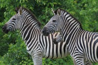 Plains Zebra | Equus burchellii, west of Chobe N.P, near Muchenje