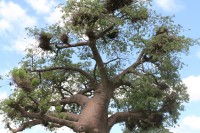 Baobab | Near Muchenje